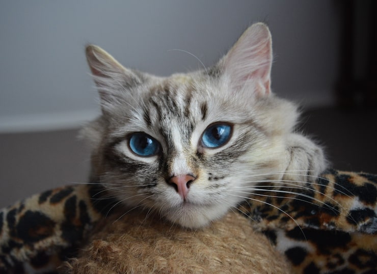 Foto retrato de um lindo gato malhado