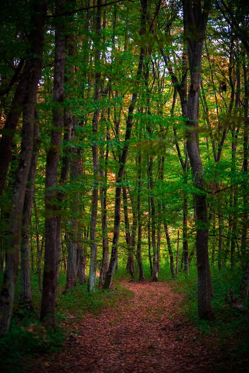 Foto tomada vertical de un sendero en un bosque cubierto de vegetación a la luz del día