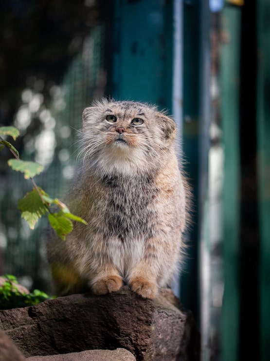 Foto vertikale aufnahme einer flauschigen pallass-katze, die auf einem felsen steht und in einem garten neugierig aufblickt