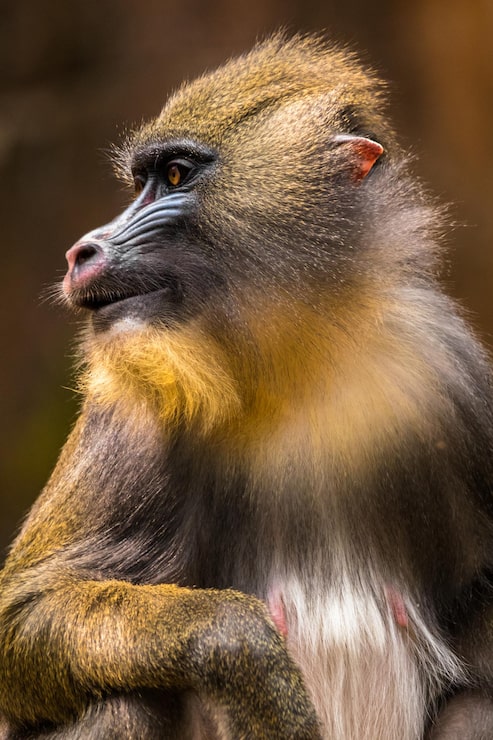 Foto weibliche mandrill-affen
