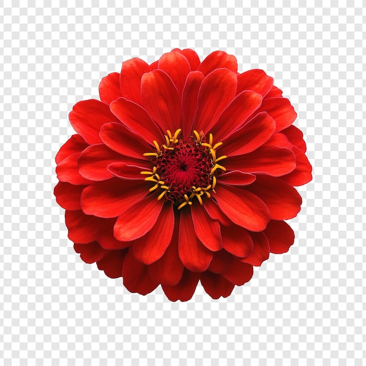 Kostenlose PSD die lebendige rote zinnia blüht