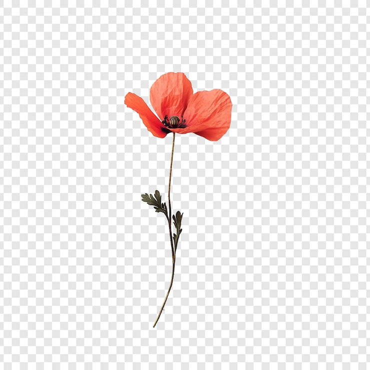 Kostenlose PSD elegante einzelne mohnblume auf weißem hintergrund