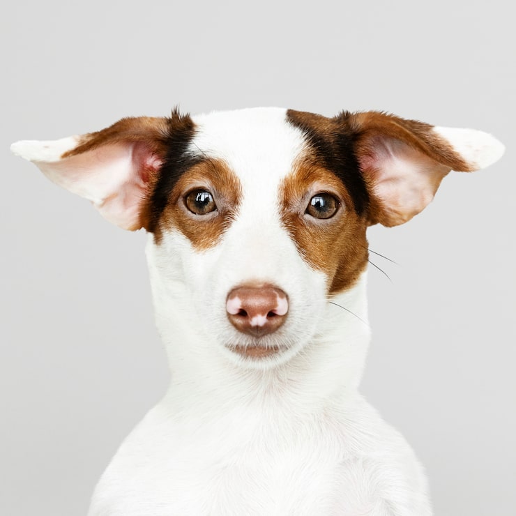 Kostenlose PSD entzückendes jack russell retriever-welpenportrait
