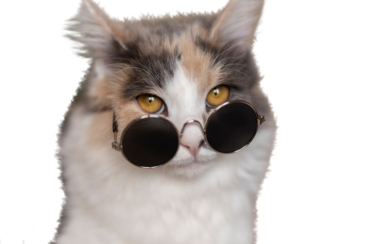 Kostenlose PSD katze isoliert auf weißem hintergrund