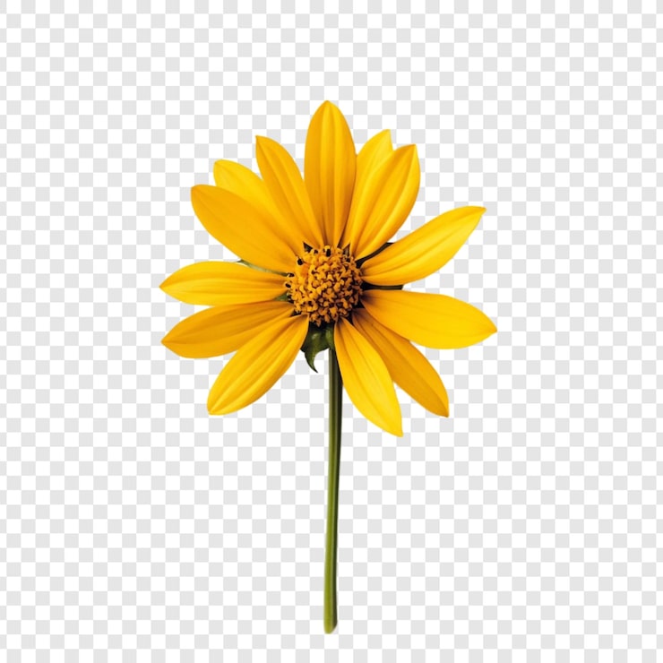 Kostenlose PSD lebendige gelbe blume eine einzelne blüte