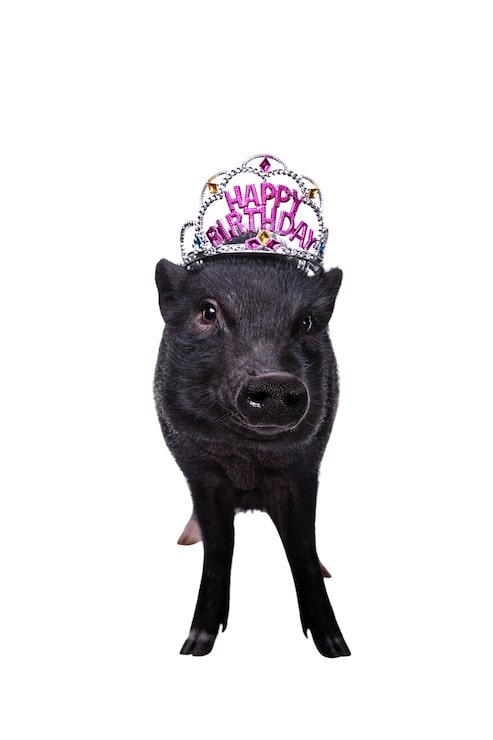 Kostenlose PSD nettes haustierporträt des schwarzen schweins