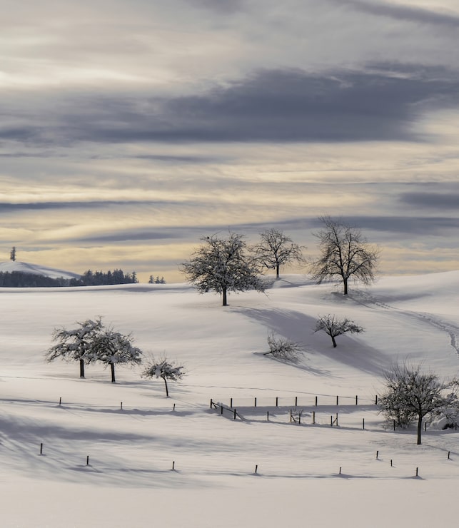 Gratis Foto bart tre på snødekt bakke om dagen