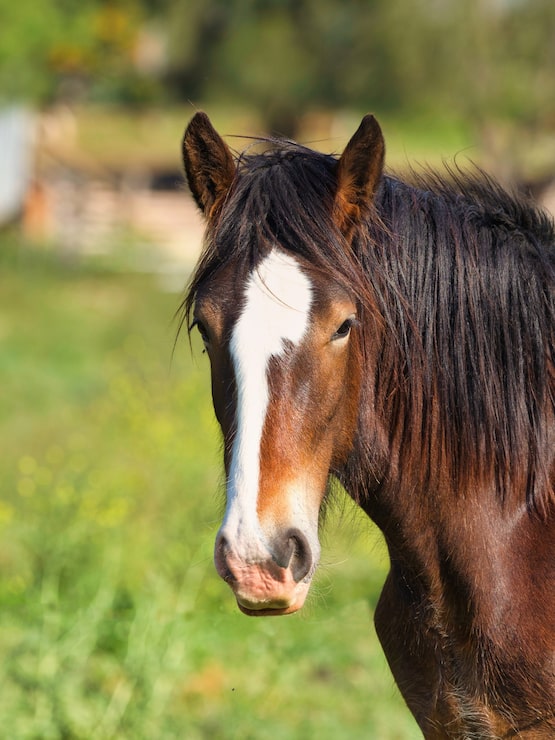 Gratis Foto brun hest på et jorde omgitt av grøntområder under sollys