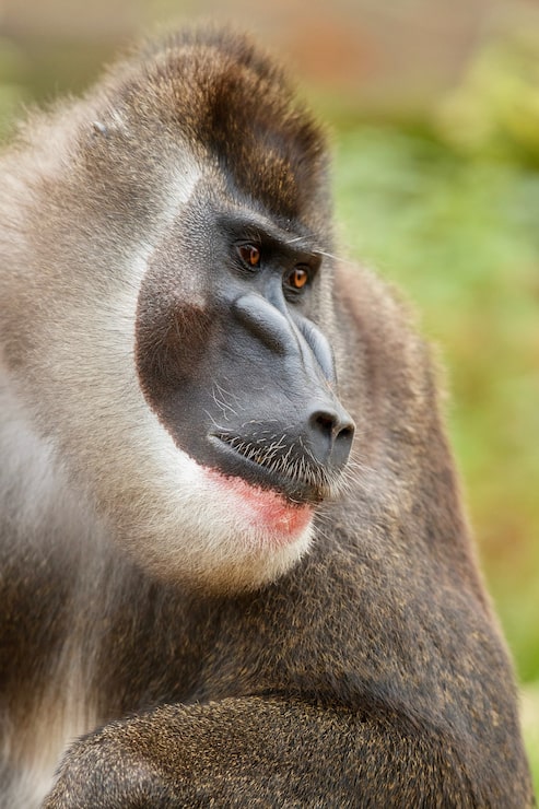 Gratis Foto drillape mandrillus leucophaeus hviler i naturens habitatområde
