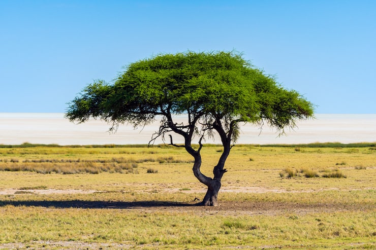 Gratis Foto ensomt akasietre (kameltorn) med blå himmel i bakgrunnen i etosha nasjonalpark, namibia. sør-afrika