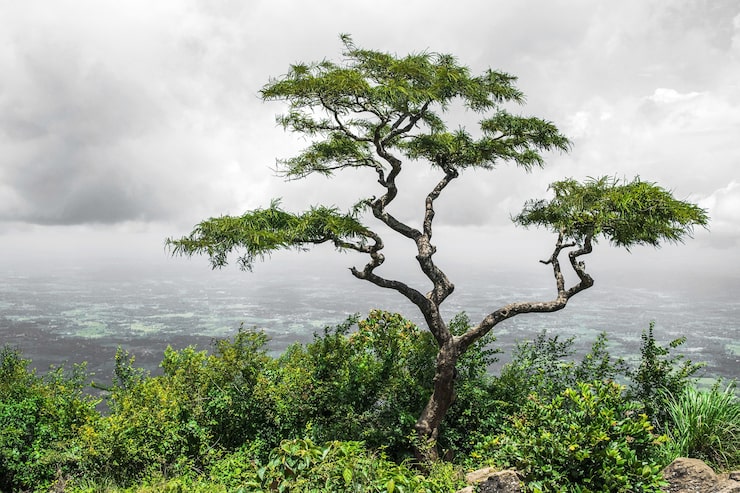Gratis Foto ensomt tropisk tre i dalen av nelliyampathy-åsene, kerala i india