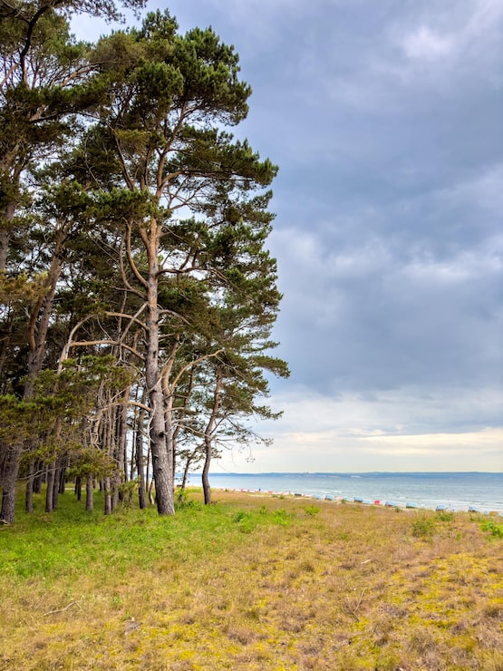 Gratis Foto et koselig sted i en furuskog i utkanten av havet