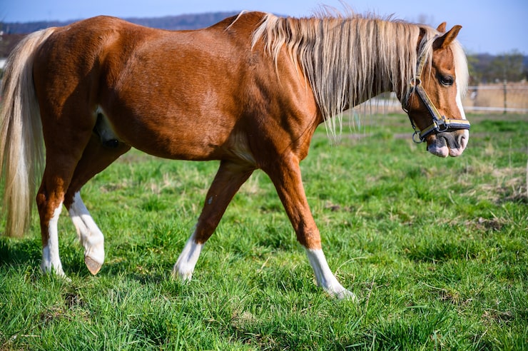 Gratis Foto fantastisk utsikt over en vakker brun hest som går på gress