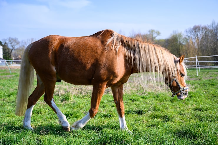 Gratis Foto fantastisk utsikt over en vakker brun hest som går på gress