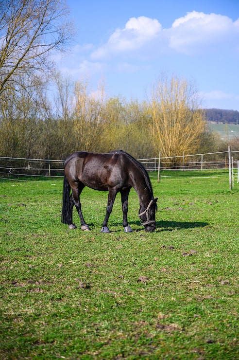Gratis Foto fantastisk utsikt over en vakker svart hest som spiser gress