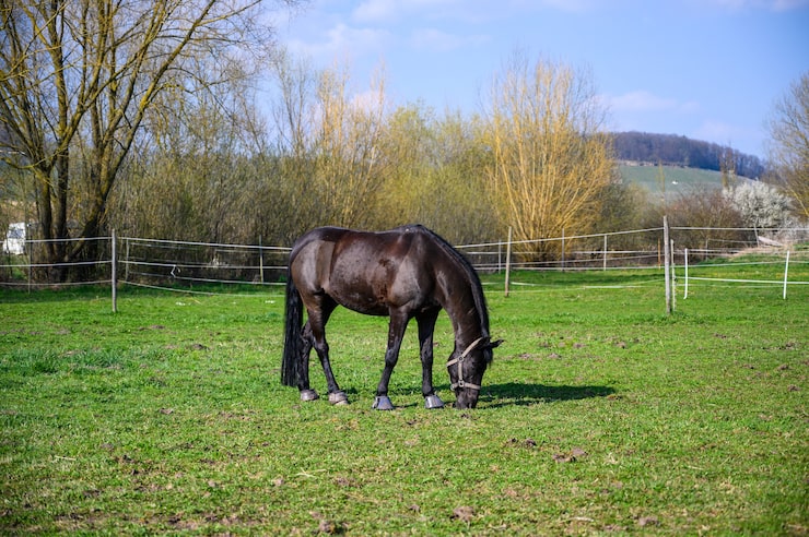 Gratis Foto fantastisk utsikt over en vakker svart hest som spiser gress