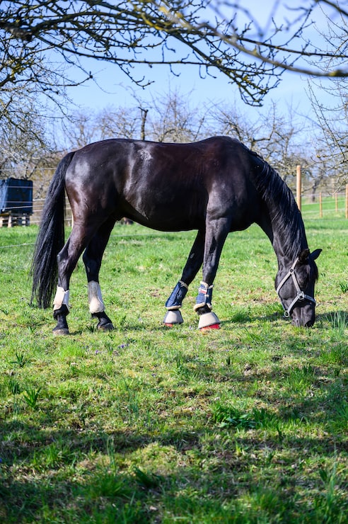 Gratis Foto fantastisk utsikt over en vakker svart hest som spiser gress