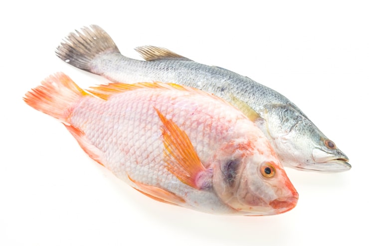 Gratis Foto fersk fisk