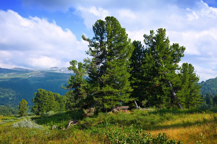 Gratis Foto fjell med sedertreskog