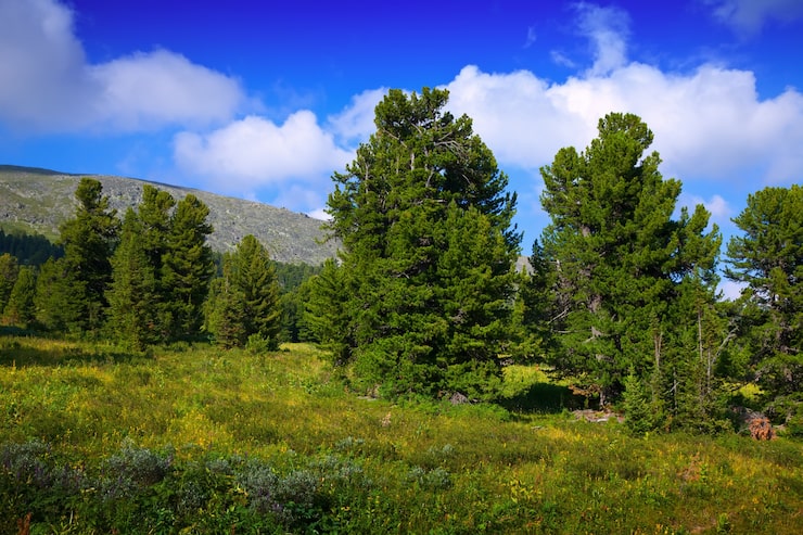 Gratis Foto fjellandskap med sedertreskog