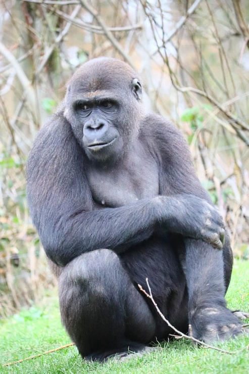 Gratis Foto gorilla som sitter på bakken mens den ser til siden