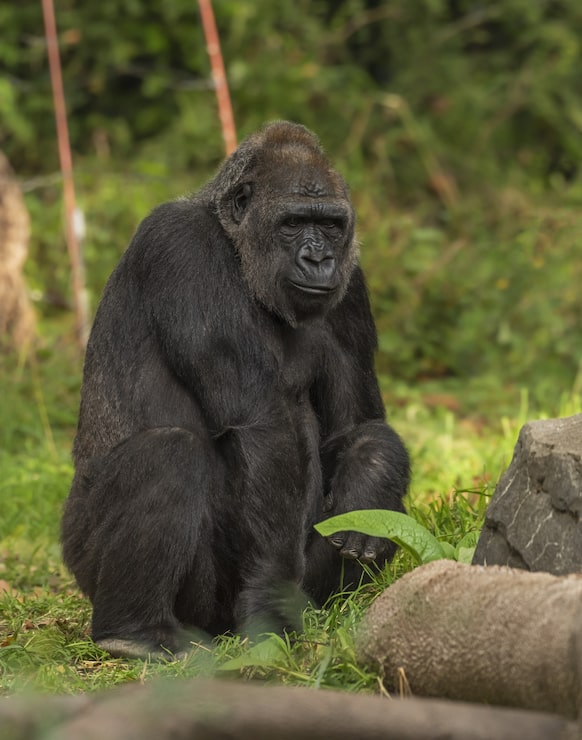 Gratis Foto gorilla som sitter på en gresskledd mark