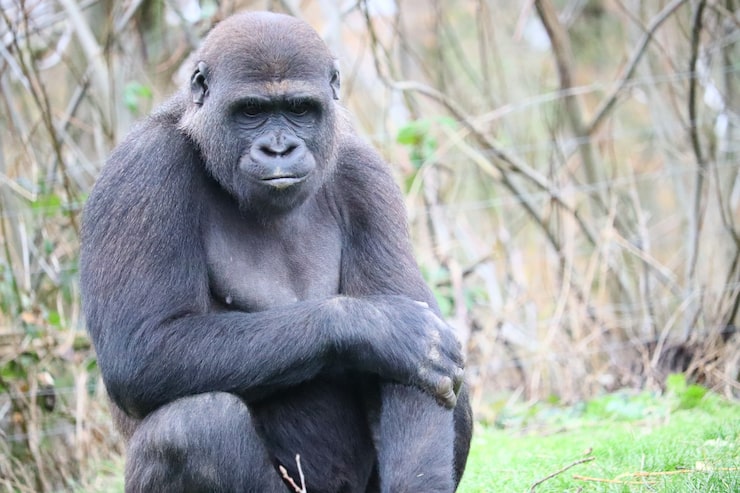 Gratis Foto gorilla som sitter på gresset mens den ser ned