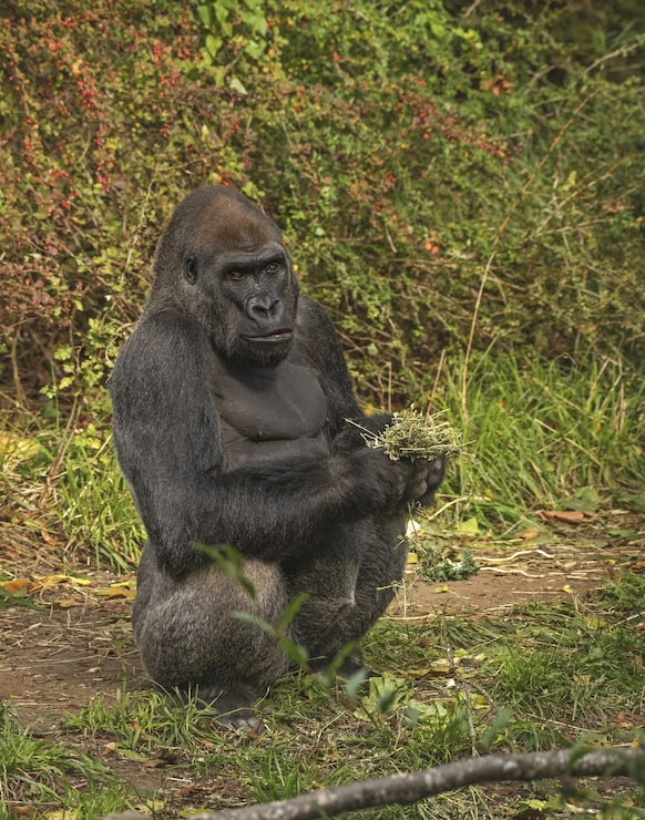 Gratis Foto gorilla står og holder planter