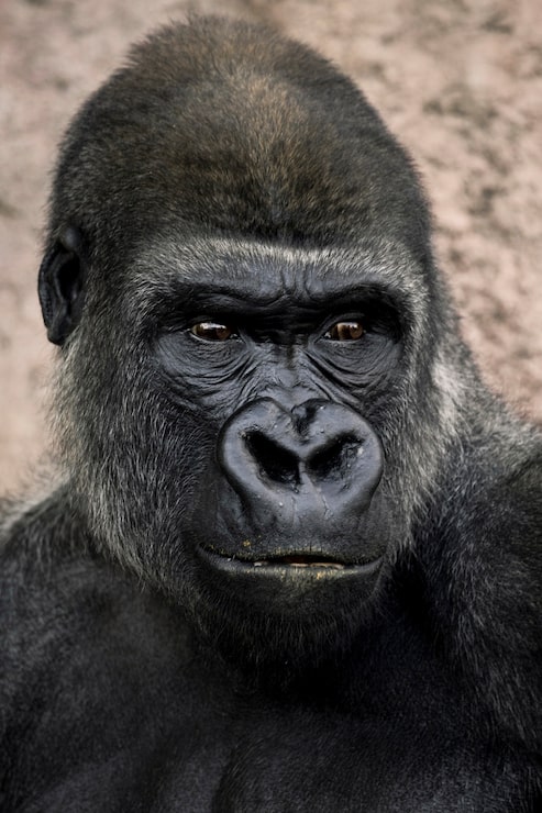 Gratis Foto gorilla