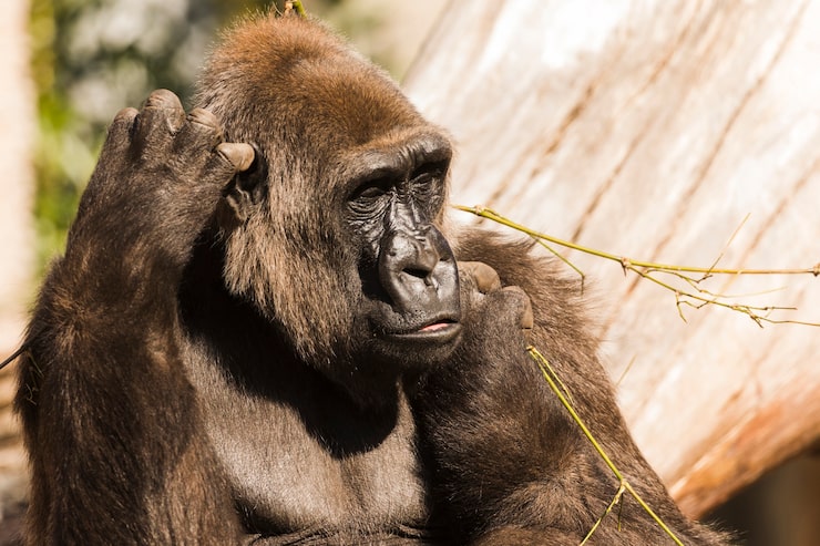 Gratis Foto gorilla
