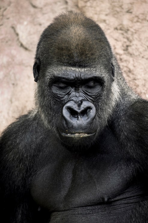 Gratis Foto gorilla