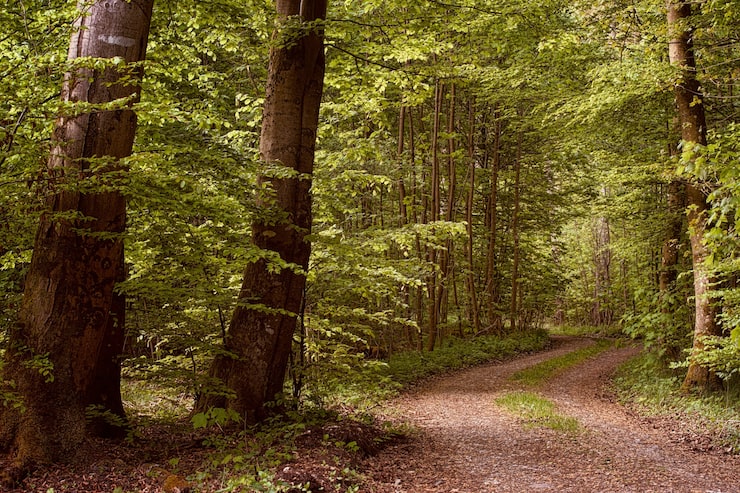 Gratis Foto grønne trær på brun grusvei