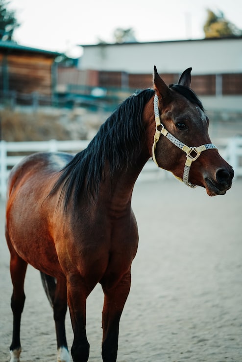 Gratis Foto grunn fokus vertikalt bilde av en brun hest som har på seg en sele som står på en sandete bakke