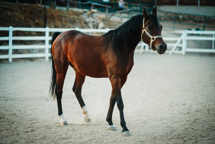 Gratis Foto grunn fokusvisning av en brun hest iført sele som går på en sandete bakke