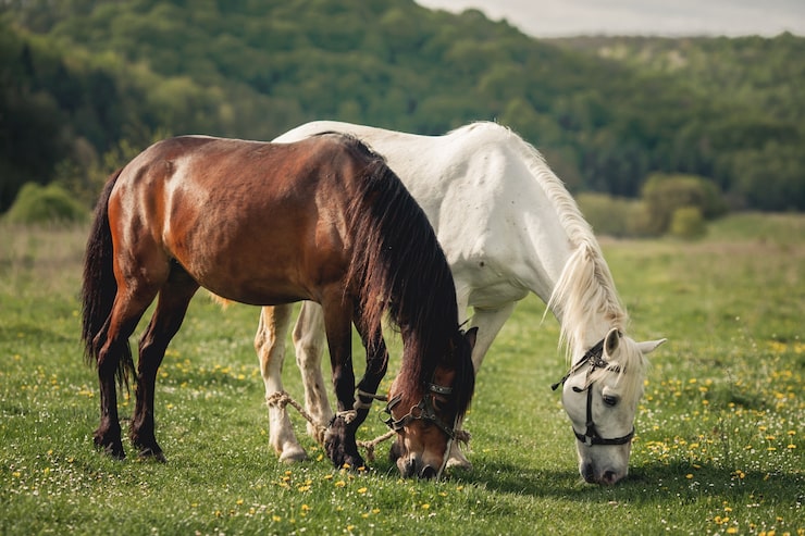 Gratis Foto hest alezan brun ri man