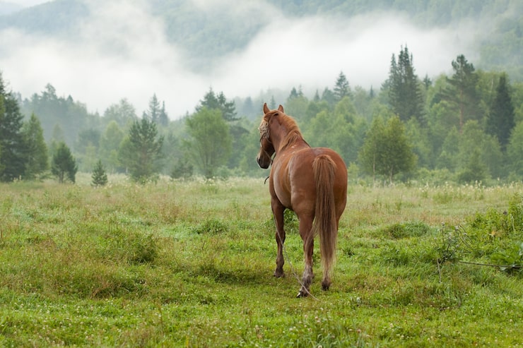 Gratis Foto hest på tåkete eng