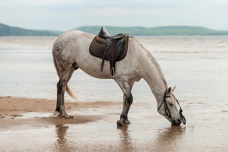 Gratis Foto hest som drikker vann på stranden
