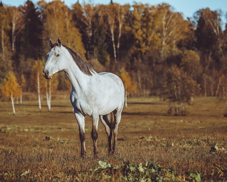 Gratis Foto hest som går