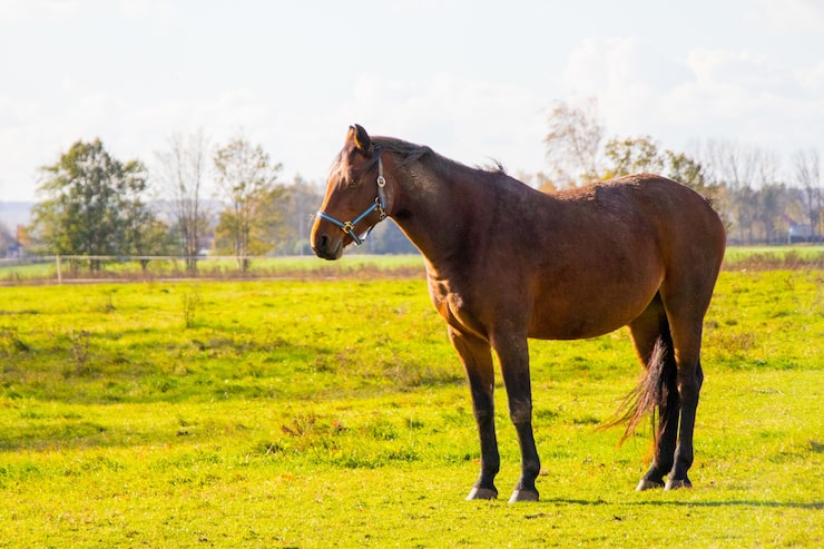 Gratis Foto nærbilde av en brun hest som står på en grønn eng