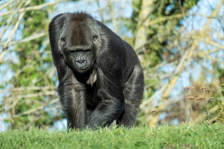 Gratis Foto nærbilde av en gorilla som går på gresset i fjellet