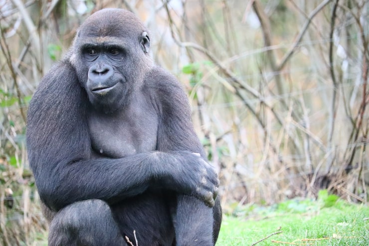 Gratis Foto nærbilde av en gorilla som griper armen mens han ser til siden