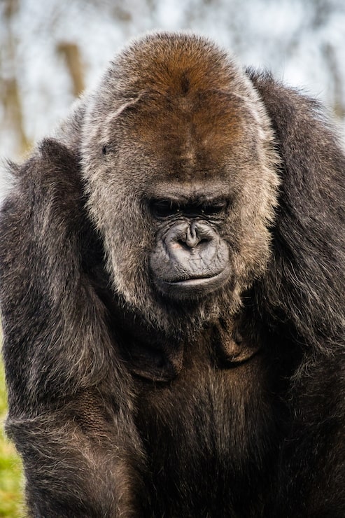 Gratis Foto nærbilde av en trist gorilla som ser ned på bakken