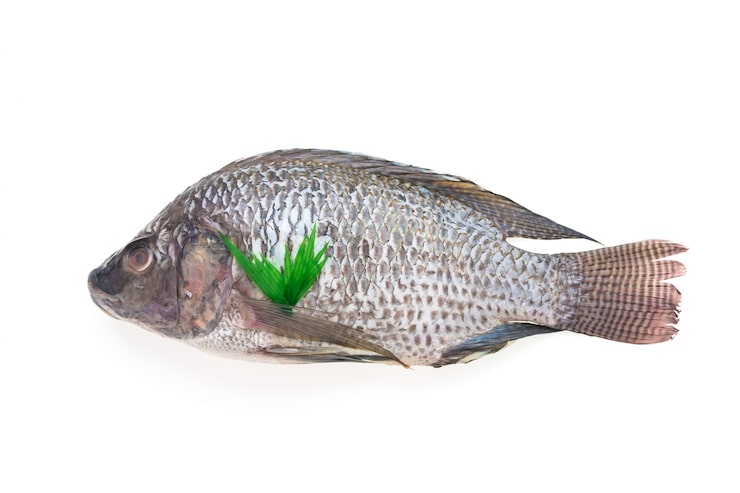 Gratis Foto rå fersk fisk
