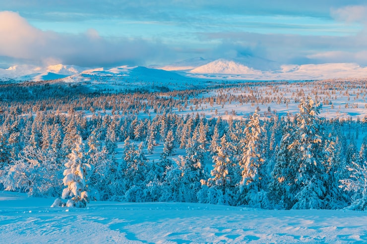 Gratis Foto skog med furutrær dekket av snø
