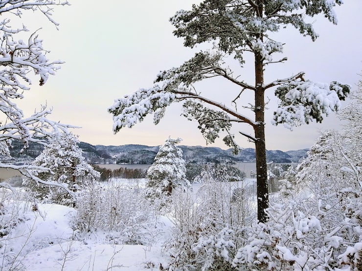 Gratis Foto skog omgitt av trær dekket av snø under sollyset i larvik i norge