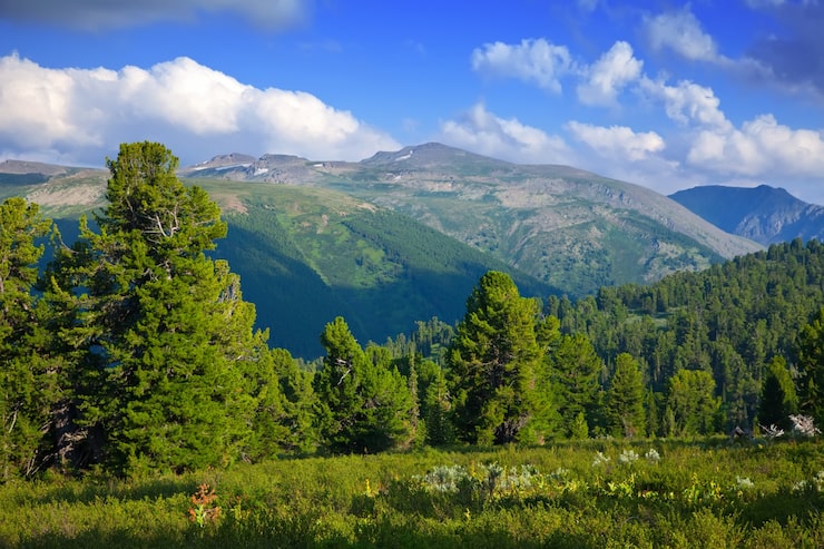Gratis Foto skogkledde fjell på en solskinnsdag