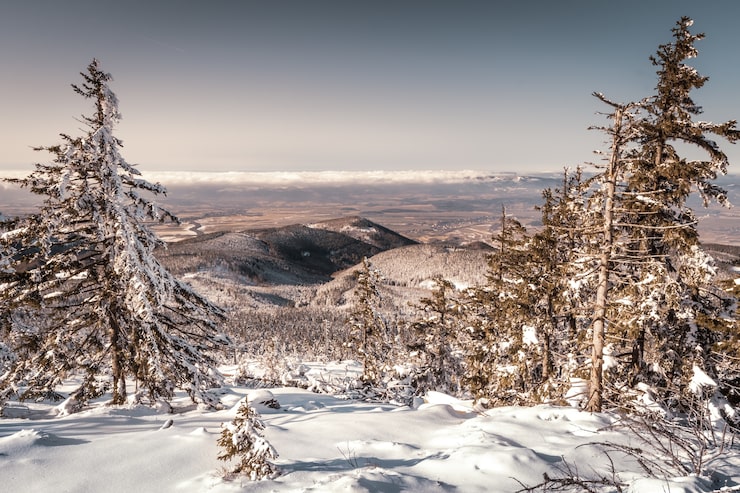 Gratis Foto snøskogslandskap