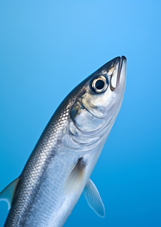 Gratis Foto vakker fisk under havet