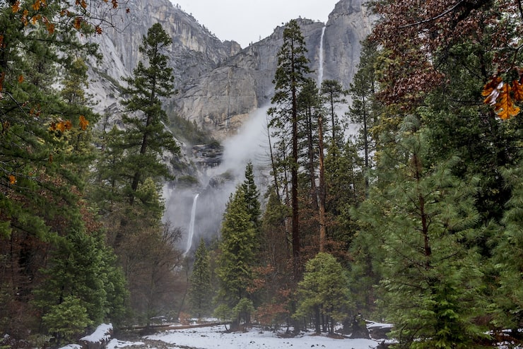 Gratis Foto vakkert landskap med høye furutrær i yosemite nasjonalpark, california, usa
