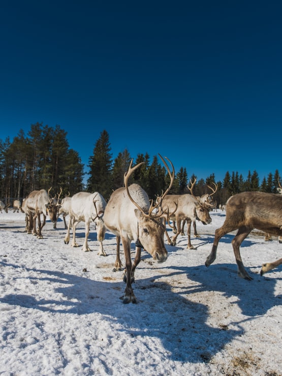 Gratis Foto vertikal visning av en flokk med rådyr som går i den snødekte dalen nær skogen om vinteren